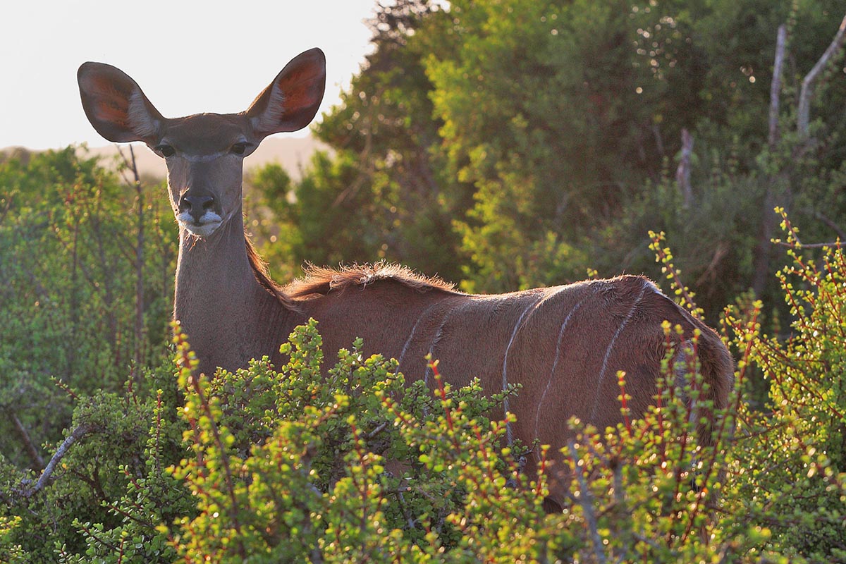 greater-kudu-ethiopia-Gibe-Sheleko-National-Park